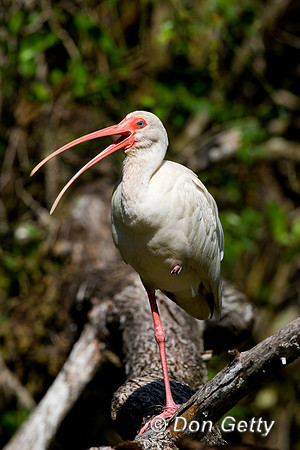 Ibis_White_D4B9435