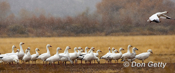 Snow Goose