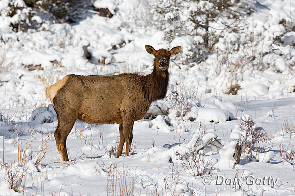 "Cervus canadensis", Cow, Elk, "Shoshone National Forest", Wyoming