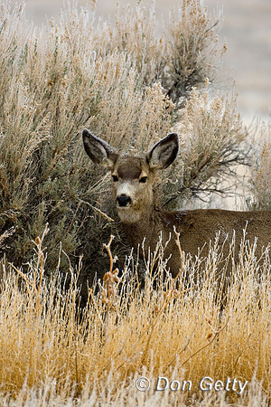 Deer_Mule_D4B4753