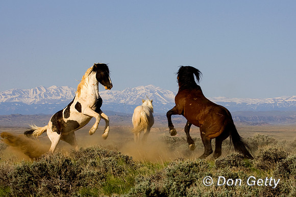 Horse_R8D8922