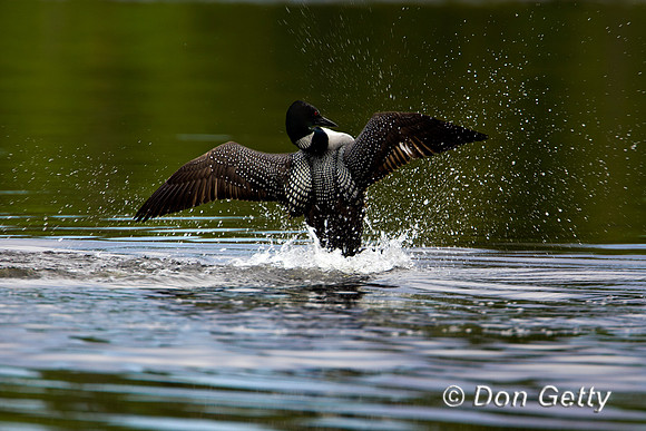 Loon_Common_R8D5652