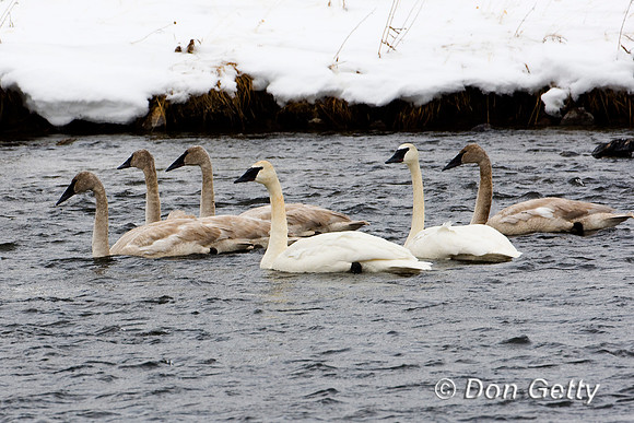 Swan_D4B3985