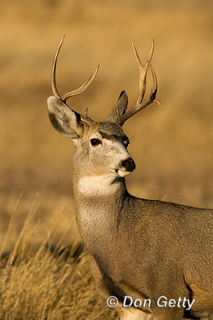 Deer_WtTl_R8D6890