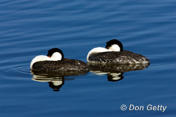 Grebe_W_R8D3696