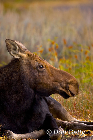 Moose_R8D8022
