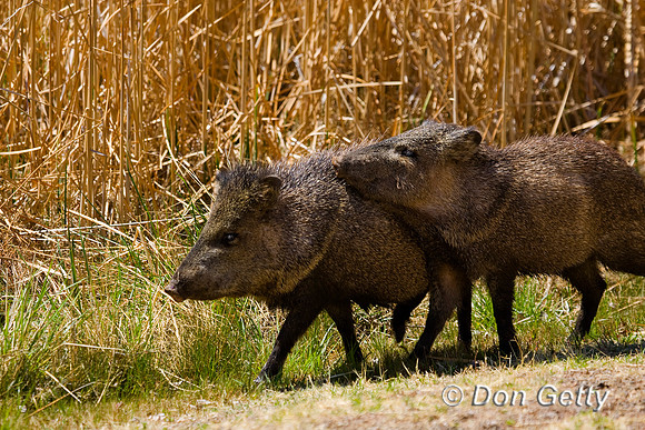 Javelina_MR8D3804