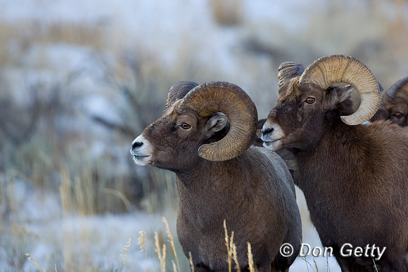 Bighorn Sheep