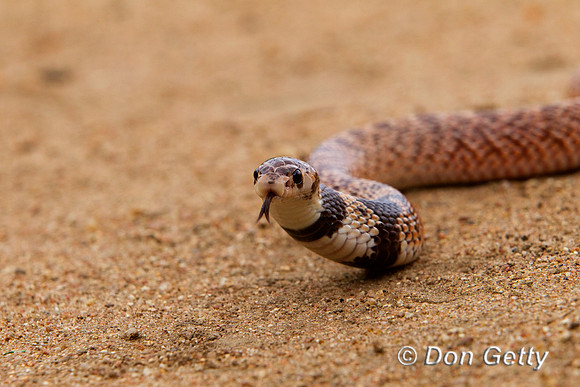 Snake_SN_Z2F0060