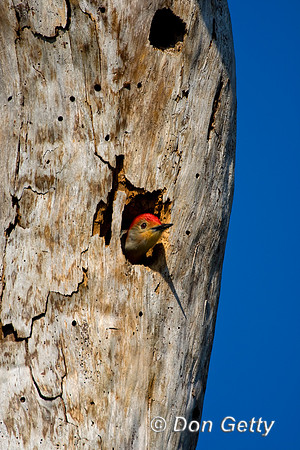 Woodpecker_RB_D4B7174