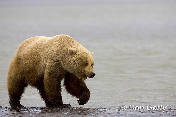 Brown Bear