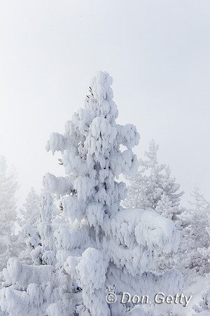 YNP_Z2F8835