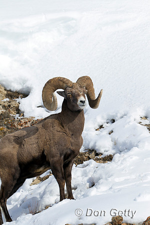 Sheep_BH_Z2F9237