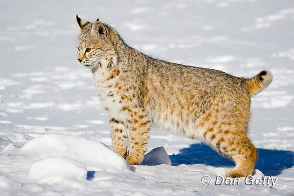 Bobcat_D4B0380