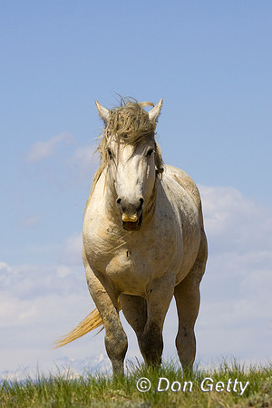 Horse_R8D8783