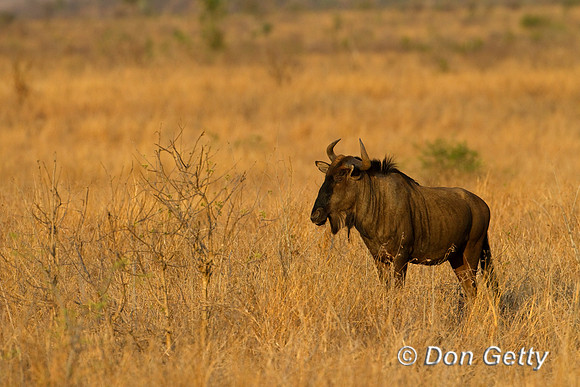 Wildebeest_B_Z2F5698