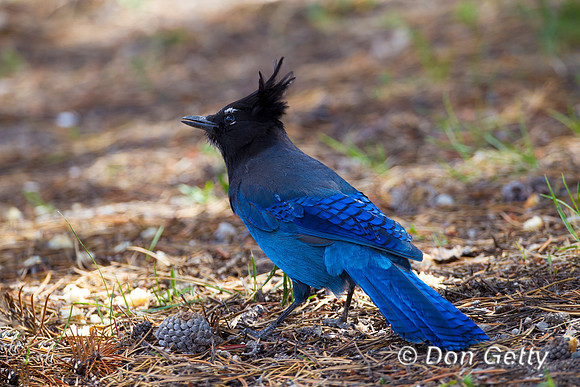 Jay_Stlr_Z2F5972