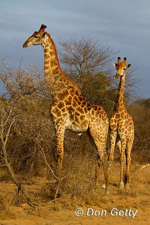 Giraffe_S_MG_5438