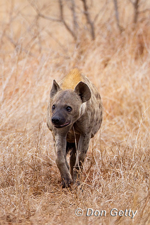 Hyena_S_Z2F6141