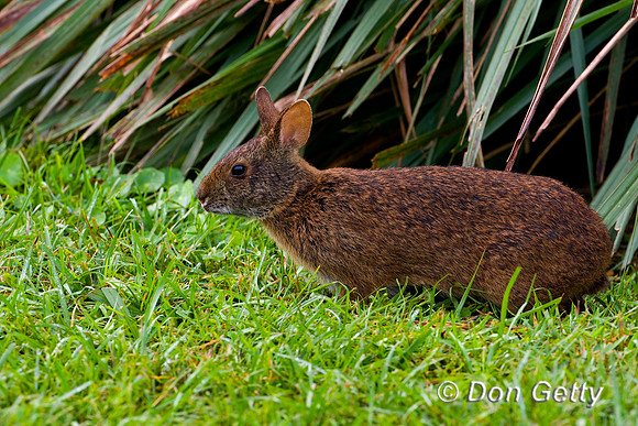 Rabbit_Marsh_D4B7936