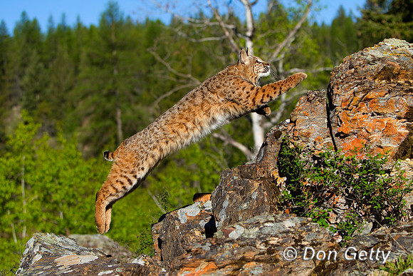 Bobcat_BZ2F2453