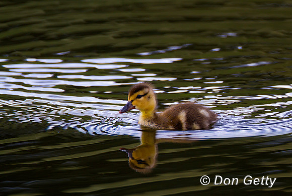 Mallard_MG_5358