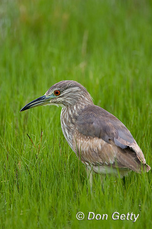 Heron_BCNMR8D7168