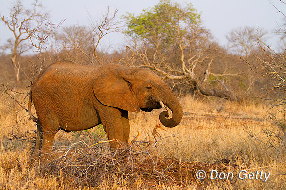 Elephant_MG_5370