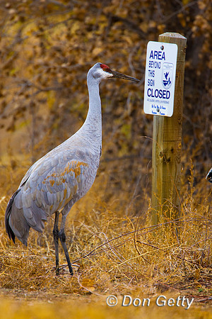 Sandhill Crane