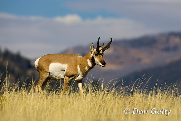 Pronghorn
