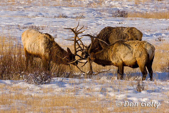 Elk_D4B4638