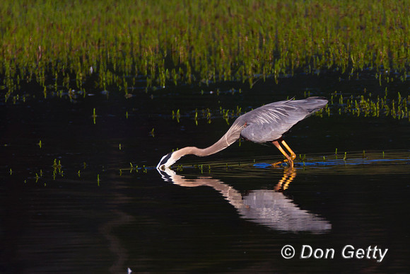 Heron_GB_MG_5884
