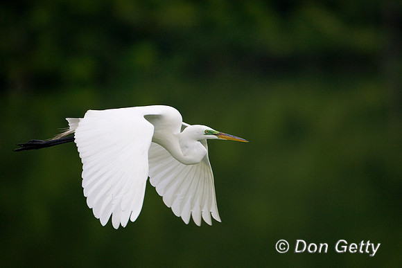 Great Egret