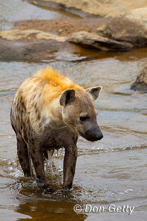 Hyena_S_Z2F4400