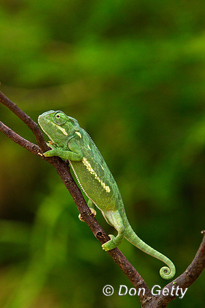 Chameleon_FN_Z2F0167