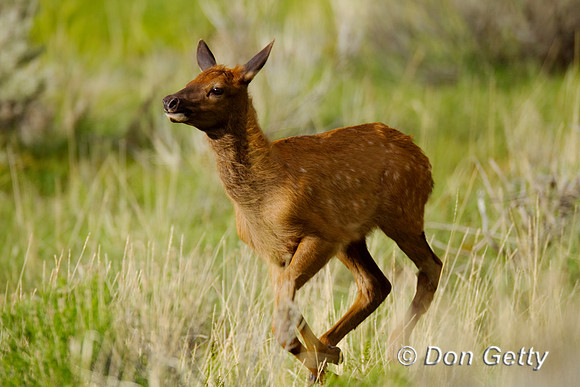 Elk_BZ2F5066