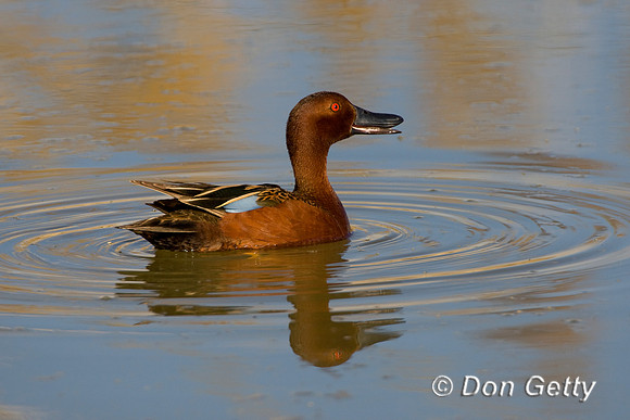 Teal_Cin_D4B1771