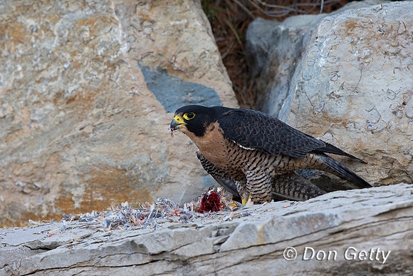 "Falco peregrinus", "Falcon Peregrine", Wyoming