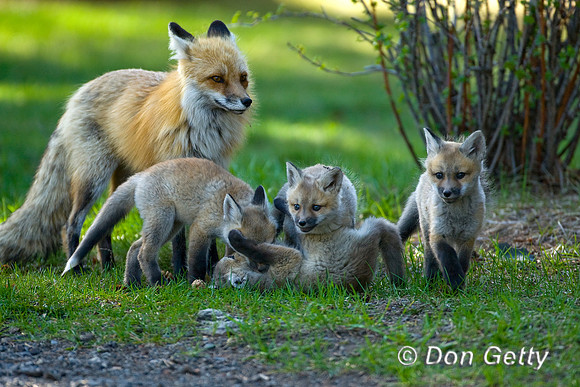 Fox_Red_D4B8096