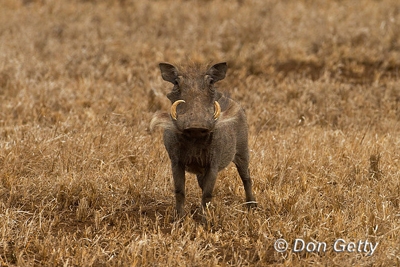 Warthog_Z2F7939