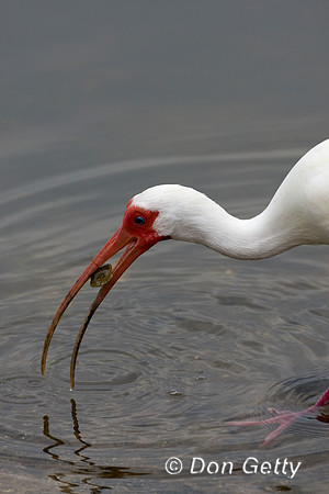 Ibis_White_D4B9792