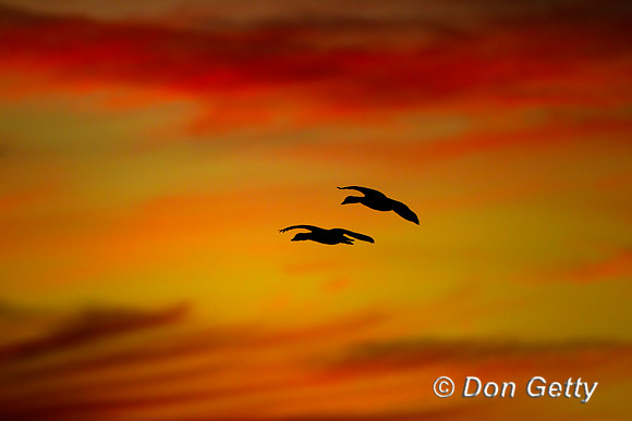 Snow Goose