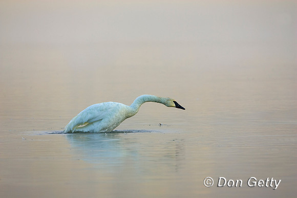 Swan_R8D7464