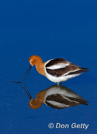 Avocet