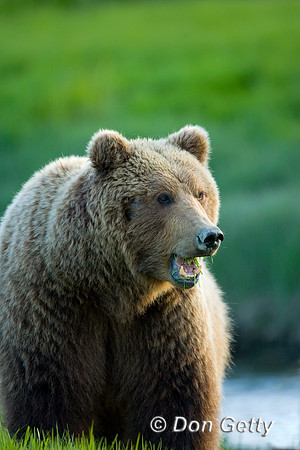 Brown Bear