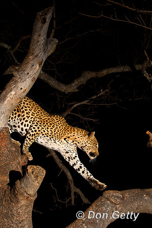 Leopard_Z2F2425