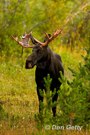 Moose_D4B7432