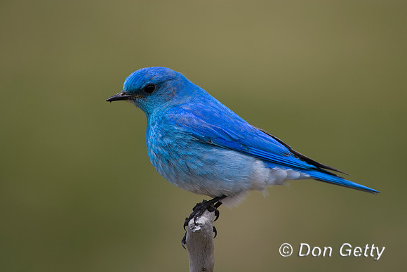 Mountain Bluebird