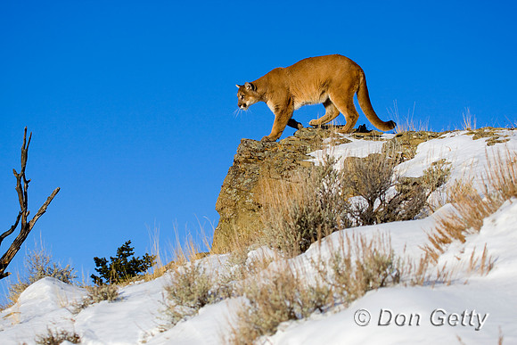 Mt_Lion_D4B9754
