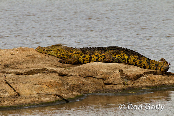 Crocodile_N_Z2F4855